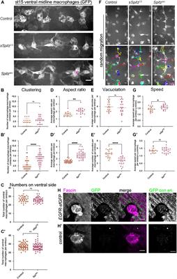 The Epidermal Growth Factor Ligand Spitz Modulates Macrophage Efferocytosis, Wound Responses and Migration Dynamics During Drosophila Embryogenesis